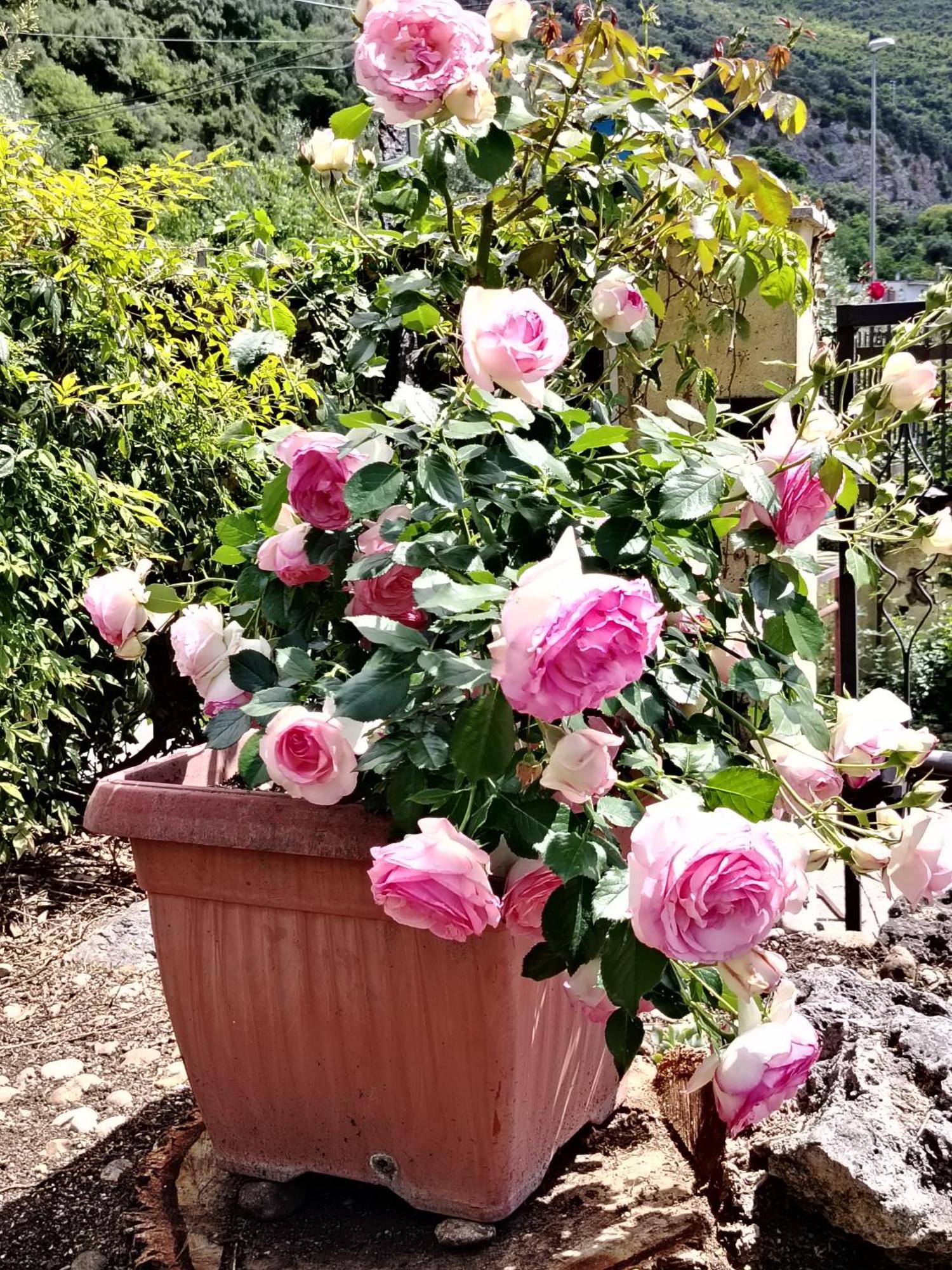 Monticchio  Guest House Romana Vecchia المظهر الخارجي الصورة